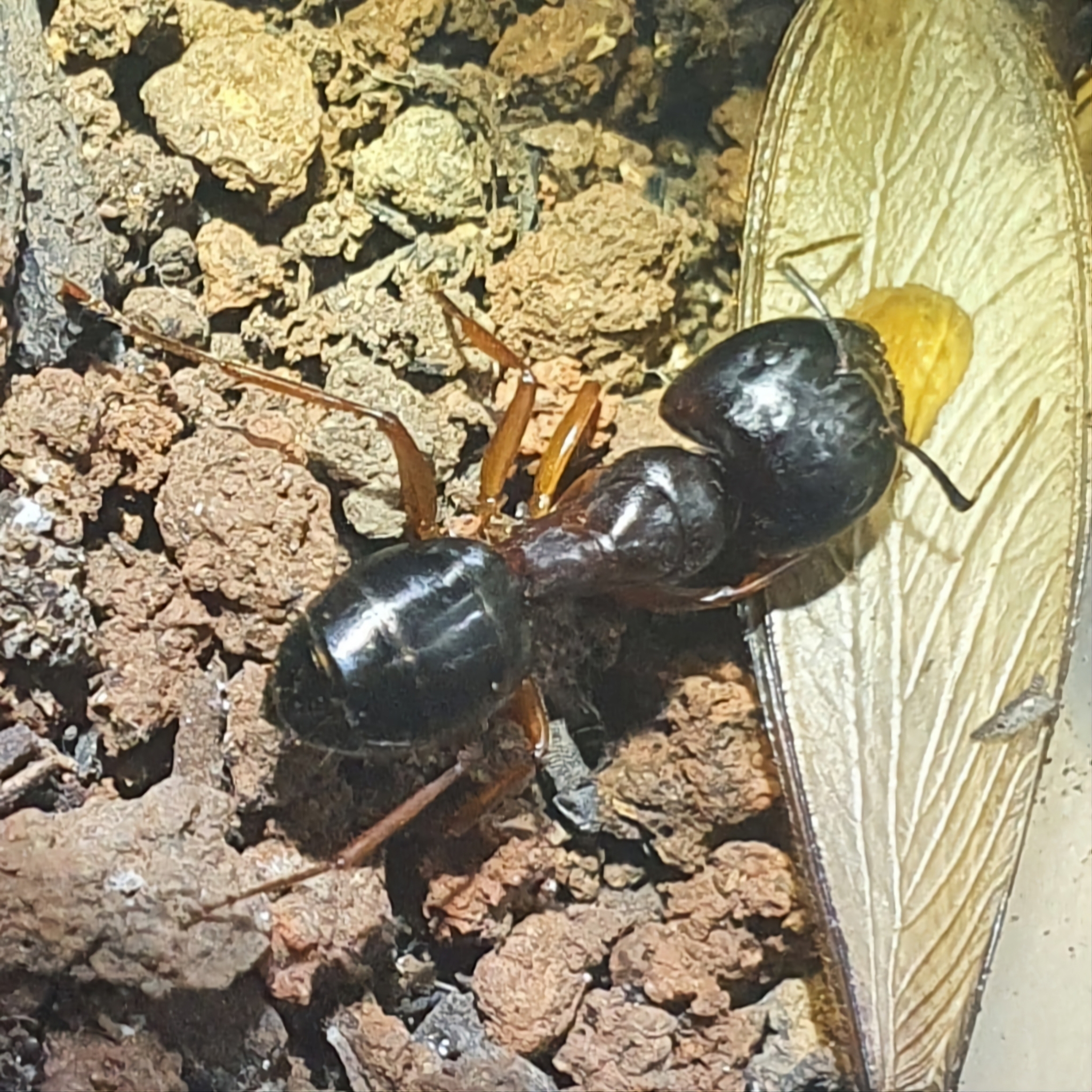 Camponotus largiceps