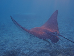 Aetobatus ocellatus