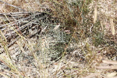 Lebeckia