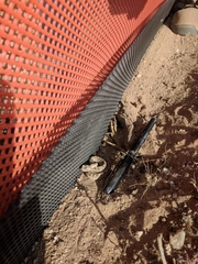 Crotalus cerastes cerastes