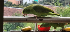 Amazona ochrocephala