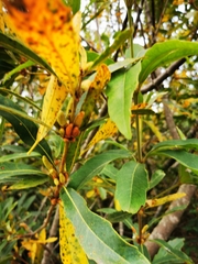 Brabejum stellatifolium