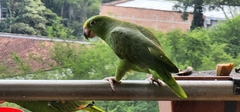 Amazona ochrocephala
