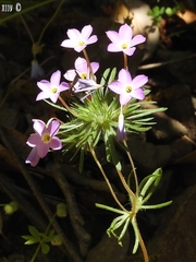 Leptosiphon latisectus