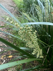 Lomandra hystrix