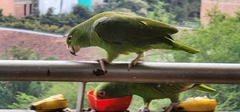 Amazona ochrocephala