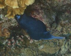 Arothron nigropunctatus