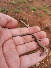 Panaspis wahlbergii