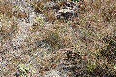Lebeckia