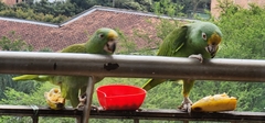 Amazona ochrocephala