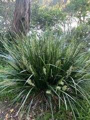 Lomandra hystrix