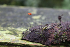 Marasmius