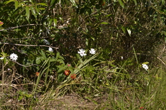 Dimorphotheca ecklonis