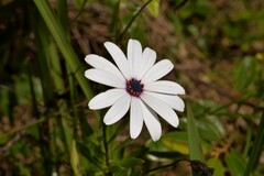 Dimorphotheca ecklonis