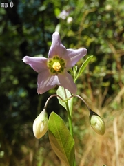 Solanum umbelliferum