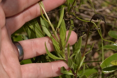 Dimorphotheca ecklonis