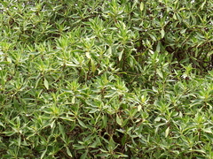 Myoporum montanum