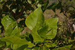 Erythrina ×sykesii