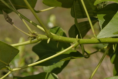 Erythrina ×sykesii