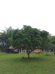 Mangifera