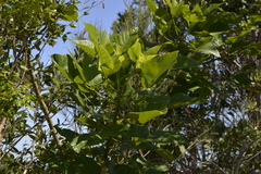 Erythrina ×sykesii