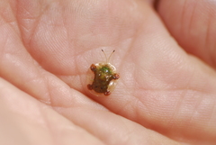 Helocassis testudinaria