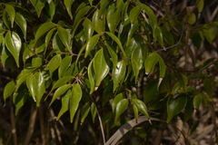 Syzygium luehmannii