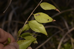 Syzygium luehmannii