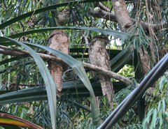 Podargus papuensis