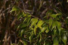 Syzygium luehmannii