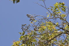 Corymbia gummifera