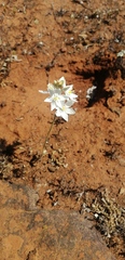 Ornithogalum hispidum