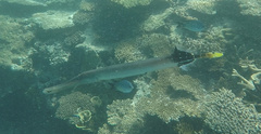 Aulostomus chinensis