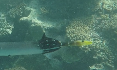 Aulostomus chinensis