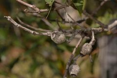 Corymbia gummifera