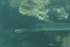 Aulostomus chinensis