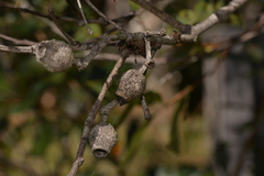 Corymbia gummifera