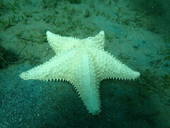 Oreaster reticulatus