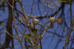 Corymbia gummifera