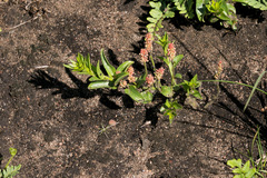 Acalypha peduncularis