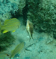 Canthigaster rostrata