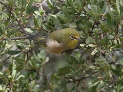Zosterops pallidus