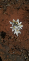 Ornithogalum hispidum