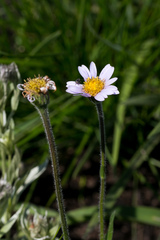 Afroaster hispidus