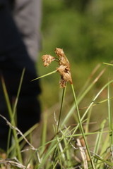 Eriophorum angustifolium