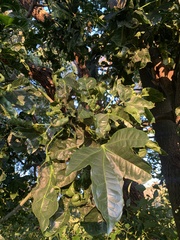 Brachychiton acerifolius