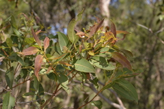 Corymbia gummifera