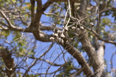Corymbia gummifera