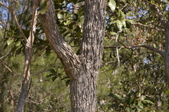 Corymbia gummifera