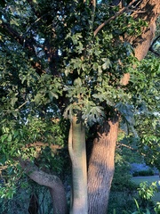 Brachychiton acerifolius